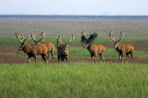 Dafeng Nature Reserve: Nerede Yemyeşil Bir Rüya ve Vahşi Hayatın En Güzel Örnekleri Bir Araya Gelir!