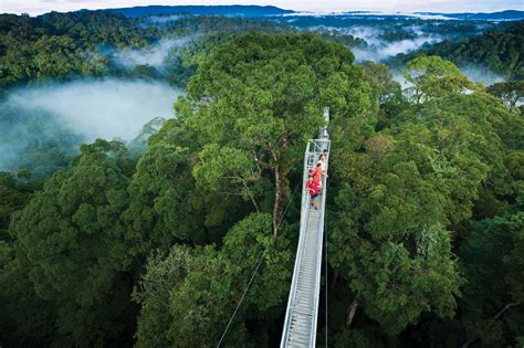  Ulu Temburong National Park: Gizemli Ormanların ve Yüksek Şelalelerin Sihriyle Buluşun!